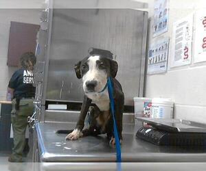 American Pit Bull Terrier-Unknown Mix Dogs for adoption in Fayetteville, NC, USA