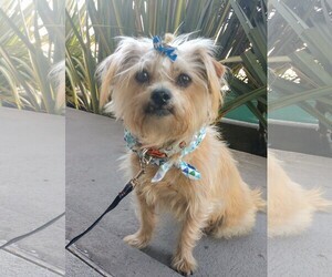 Mutt Dogs for adoption in Los Angeles, CA, USA