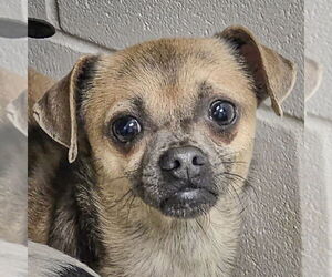 Chug Dogs for adoption in Huntley, IL, USA