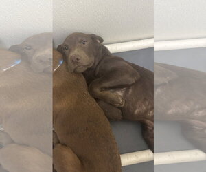 Labrador Retriever-Unknown Mix Dogs for adoption in Sterling, MA, USA