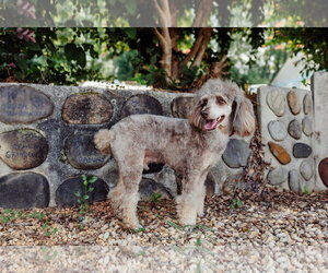 Poodle (Miniature) Dogs for adoption in Pacolet, SC, USA