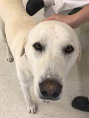 Labrador Retriever-Unknown Mix Dogs for adoption in Seguin, TX, USA