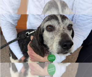 Beagle Dogs for adoption in Greenbelt, MD, USA