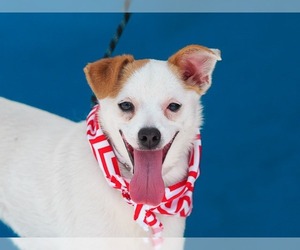 Jack Russell Terrier Dogs for adoption in Pasadena, CA, USA