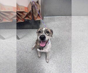 Pointer-Unknown Mix Dogs for adoption in Pasadena, TX, USA