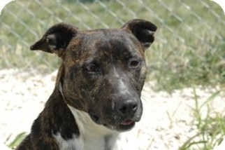 Bullboxer Pit Dogs for adoption in Justin , TX, USA