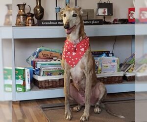 Greyhound Dogs for adoption in Kansas City, MO, USA