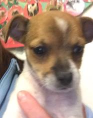 Medium Photo #1 Chihuahua-Unknown Mix Puppy For Sale in Matawan, NJ, USA
