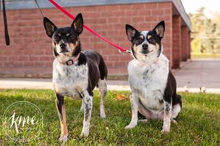 Rat Terrier Dogs for adoption in Rochester, MN, USA