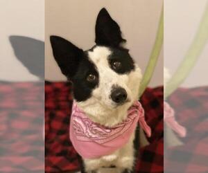 Border Collie Dogs for adoption in Crossville, TN, USA
