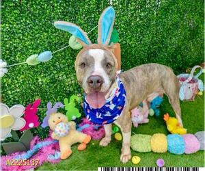 American Pit Bull Terrier Dogs for adoption in West Palm Beach, FL, USA