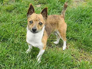 Mutt Dogs for adoption in Oakdale, CA, USA
