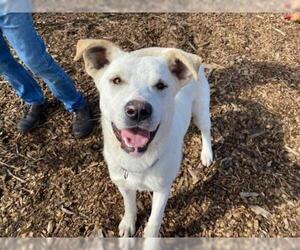 Shepradors Dogs for adoption in McKinleyville, CA, USA