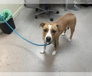 American Pit Bull Terrier-Unknown Mix Dogs for adoption in Pasadena, CA, USA