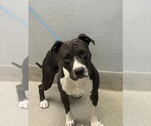 American Pit Bull Terrier-Unknown Mix Dogs for adoption in Las Vegas, NV, USA