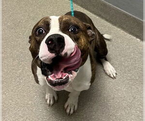 American Pit Bull Terrier-Unknown Mix Dogs for adoption in Las Vegas, NV, USA