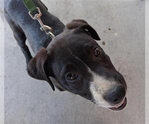 American Pit Bull Terrier Dogs for adoption in Bakersfield, CA, USA