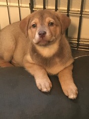 Sharberian Husky Dogs for adoption in Evergreen, CO, USA