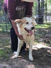 Australian Terrier Dogs for adoption in White River Junction, VT, USA
