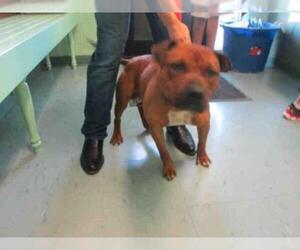 American Pit Bull Terrier Dogs for adoption in Jacksonville, NC, USA