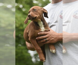 Boxer-Retriever  Mix Dogs for adoption in Mechanicsburg, PA, USA