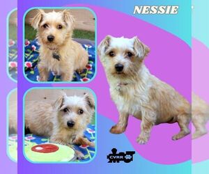 Silky Terrier-Unknown Mix Dogs for adoption in Lindsay, CA, USA