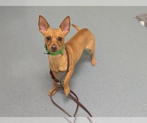 Chihuahua Dogs for adoption in Denver, CO, USA