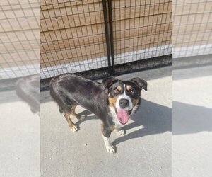 Border-Aussie Dogs for adoption in Bolivar, MO, USA