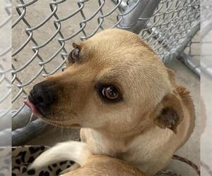 Chihuahua Dogs for adoption in Bakersfield, CA, USA