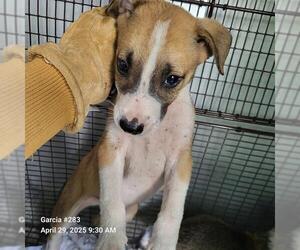 Mutt Dogs for adoption in San Antonio, TX, USA
