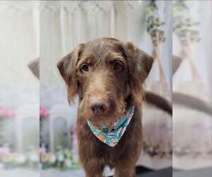 Pointer-Unknown Mix Dogs for adoption in Royal Palm Beach, FL, USA