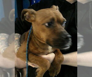 Mutt Dogs for adoption in Sanford, FL, USA