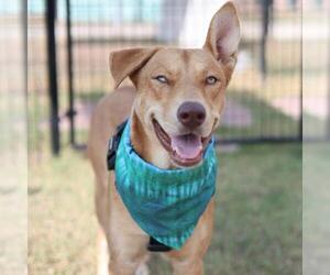 Labrador Retriever-Unknown Mix Dogs for adoption in San Antonio, TX, USA