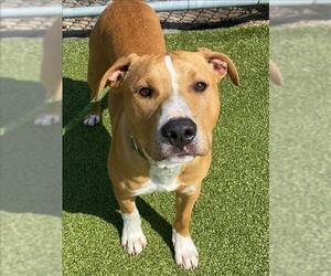 American Pit Bull Terrier-Unknown Mix Dogs for adoption in Fayetteville, NC, USA