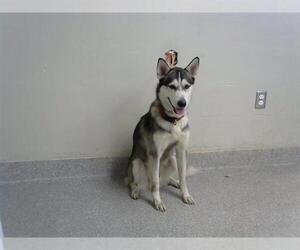 Siberian Husky-Unknown Mix Dogs for adoption in Pasadena, TX, USA