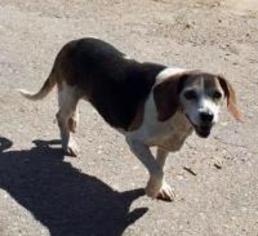 Medium Photo #1 Beagle Puppy For Sale in Peralta, NM, USA
