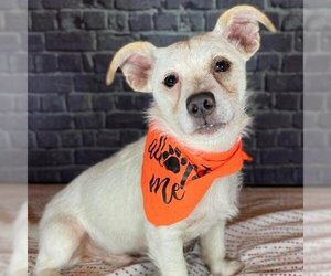 Jack Russell Terrier Dogs for adoption in Kansas City, MO, USA