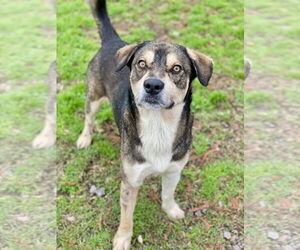 Labrador Retriever-Unknown Mix Dogs for adoption in Conroe, TX, USA