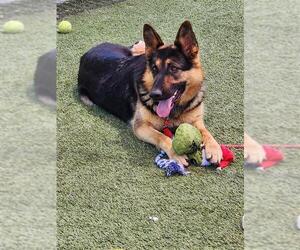 German Shepherd Dog-Unknown Mix Dogs for adoption in Elk Grove, CA, USA