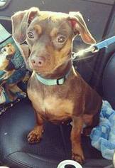 Dachshund Dogs for adoption in Southampton, NY, USA