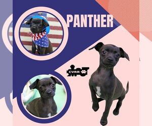 Chihuahua-Unknown Mix Dogs for adoption in Lindsay, CA, USA