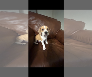 Mutt Dogs for adoption in Holly Springs, NC, USA