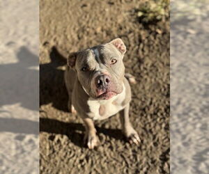 Mutt Dogs for adoption in Riverside, CA, USA