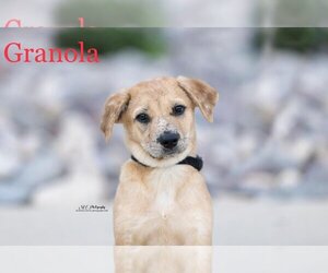 Australian Shepherd Dogs for adoption in Sandy, UT, USA