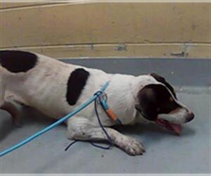 Border Collie-Unknown Mix Dogs for adoption in Tulsa, OK, USA