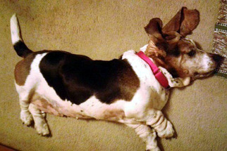 Medium Photo #1 Basset Hound Puppy For Sale in Pennsville, NJ, USA