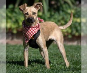 Puggle Dogs for adoption in Campbell, CA, USA