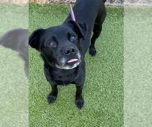 Labrador Retriever-Unknown Mix Dogs for adoption in Fayetteville, NC, USA