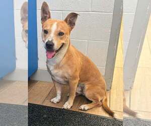 Carolina Dog-Unknown Mix Dogs for adoption in Rowlett, TX, USA