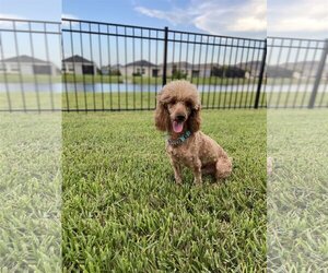 Poodle (Miniature) Dogs for adoption in Valrico, FL, USA